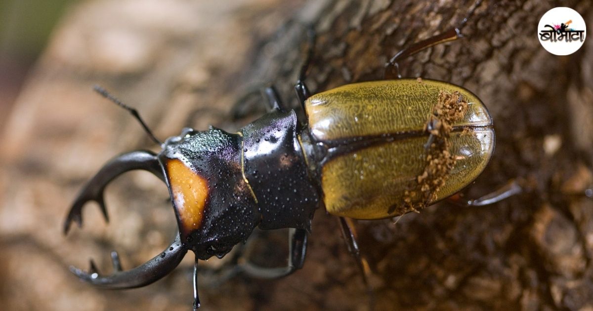 Bhabhat Insect भारतातल्या या किड्यांना सोन्याचा भाव आला आहे. कोण आणि का इतका दर देत ...